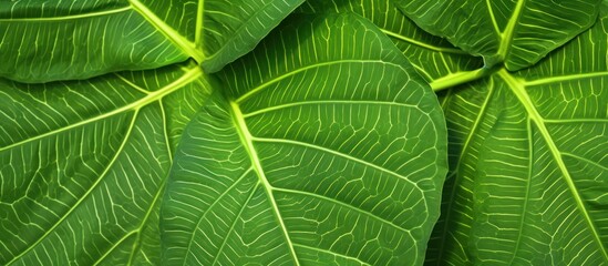 Green leaf background.