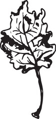 Fototapeta premium Hand drawn black leaves. Vintage leaf, great design for any purposes.