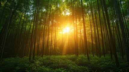 Naklejka premium Tranquil Bamboo Forest with Sunlight Filtering Through: A serene bamboo forest with sunlight filtering through the dense foliage, creating a calming atmosphere.