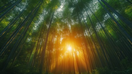 Tranquil Bamboo Forest with Sunlight Filtering Through: A serene bamboo forest with sunlight filtering through the dense foliage, creating a calming atmosphere.