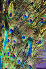 Fototapeta premium background of colorful peacock feathers symbol of vanity