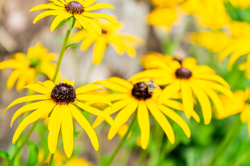Common Coneflower in a Garden in Lower Bavaria Germany.