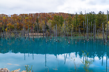 日本　北海道上川郡美瑛町白金にある青い池に枯れ立つカラマツの木と紅葉