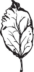 Trendy realistic with black leaves on white background. Hand drawn black illustration.