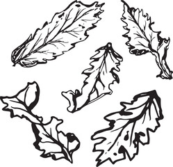 Hand drawn black leaves. Vintage leaf, great design for any purposes.