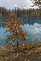 日本　北海道上川郡美瑛町白金にある青い池に枯れ立つカラマツの木と紅葉