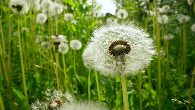 Macro Shot of Dandelion seed in field. close up shot of beautiful flower. Plant in summer day