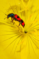 red beetle motley bee eats pollen on a yellow buttercup flower