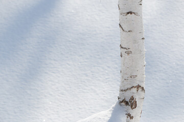 White silver birch tree trunk and snow background © Alexandra Scotcher