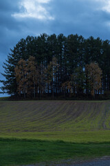 日本　北海道上川郡美瑛町の夕暮れ時の新マイルドセブンの丘に立つカラマツの木と夕景
