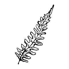Sketch drawing of a fern in black and white outline. Vintage fern, great design for any purposes.