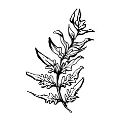 Sketch drawing of a fern in black and white outline. Vintage fern, great design for any purposes.