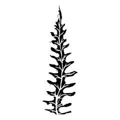 Sketch drawing of a fern in black and white outline. Vintage fern, great design for any purposes.