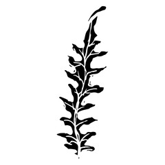 Sketch drawing of a fern in black and white outline. Vintage fern, great design for any purposes.