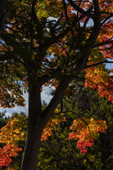 日本　北海道札幌市中央区にある中島公園の紅葉