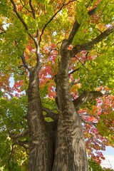 Fototapeta premium 日本 北海道札幌市中央区にある中島公園の紅葉