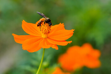 The orange flower charmed the busy bee