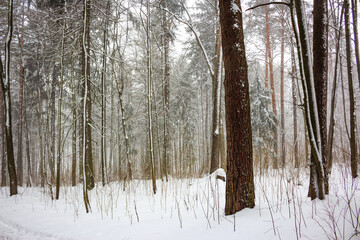 Fototapeta premium Mixed snow-covered forest during a light snowstorm in winter