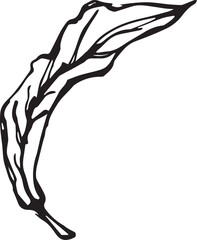 Rowan in hand drawn style on black background. Vintage line art closeup.