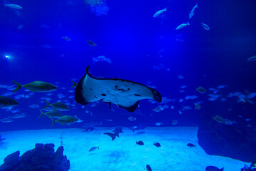 Different Fishes, Mantas and Sharks in a Seawater Aquarium in Gran Canaria
