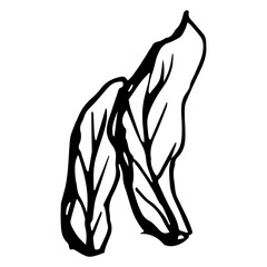 Rowan in hand drawn style on black background. Vintage line art closeup.