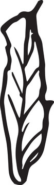 recommend clip art: Rowan in hand drawn style on black background. Vintage line art closeup.