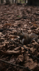 Gray and brown squirrel sits amidst a bed of brown leaves on the forest floor, nibbling on a small object in its hands
