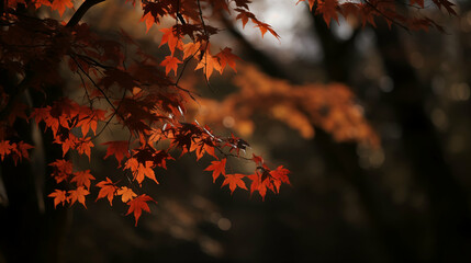 Sunlight filters through the vibrant red maple leaves, highlighting their delicate veins and the soft, bokeh background