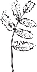Vintage rowan, great design for any purposes. Hand drawn black illustration.