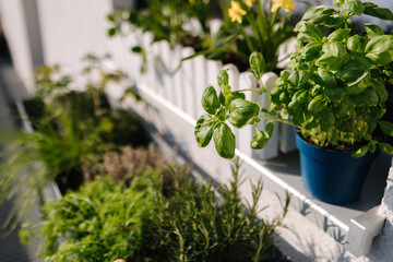 A flowerpot with seedlings of plants and various greens under the window on the terrace