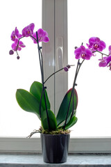 Flowerpot with a flowering plant of orchid (Phalaenopsis) on the windowsill.