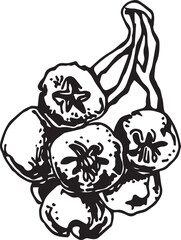Rowan in hand drawn style on black background. Vintage line art closeup.