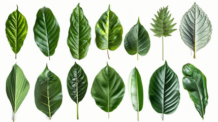 Set leaf palm collection of green leaves pattern.