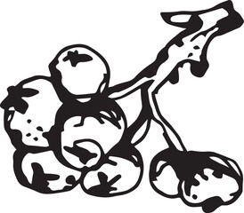 Hand drawn pumpkin for decorative design. Vintage pumpkin.