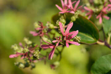 Tianshan Seven-son flower tree