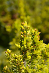 White spruce branches