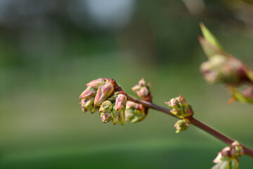 Blueberry Brigitta Blue flower buds