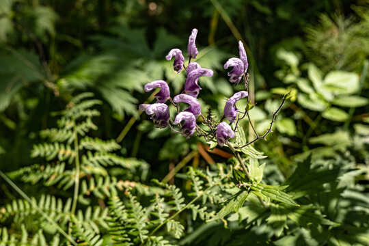 Violet blue flowers of aconite in the forest on green natural background. Aconitum napellus, medicinal herb, healing herb, poisonous plant, toxic plant.