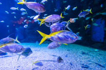 Different Fishes, Mantas and Sharks in a Seawater Aquarium in Gran Canaria