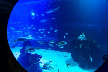 Different Fishes, Mantas and Sharks in a Seawater Aquarium in Gran Canaria