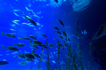 Fototapeta na wymiar Different Fishes, Mantas and Sharks in a Seawater Aquarium in Gran Canaria