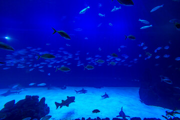 Naklejka na ściany i meble Different Fishes, Mantas and Sharks in a Seawater Aquarium in Gran Canaria