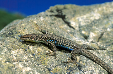 Aserbaidschanische Eidechse // Azerbaijan Lizard (Darevskia raddei raddei) - Zagros-Gebirge, Iran