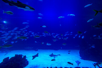 Different Fishes, Mantas and Sharks in a Seawater Aquarium in Gran Canaria