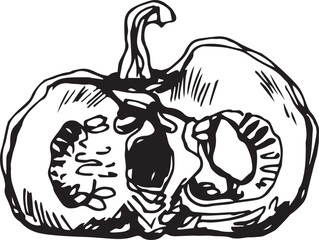 Hand drawn pumpkin for decorative design. Vintage pumpkin.