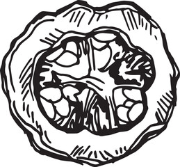 Hand drawn pumpkin for decorative design. Vintage pumpkin.