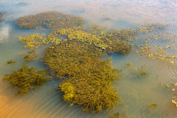 Colorful view of green algae floating in shallow water, light ripples of water on the surface of a picturesque pond