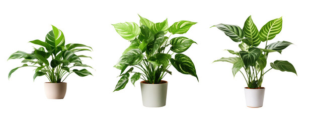 Set of plant pot house decoration on white and transparent background.