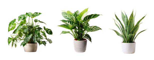 Set of plant pot house decoration on white and transparent background.