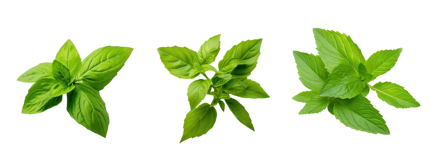 Thee green holy basil leaves on white transparent background.